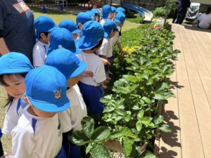 画像:5月8日(木)4歳児クラスとイチゴ・玉ねぎ収穫の様子♪